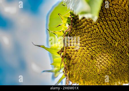 Selective focus on drooping sunflower head after petals have wilted Stock Photo