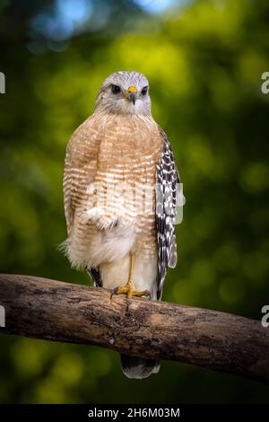 A Red Shouldered Hawk perches on a branch at the Loxahatchee National Wildlife Refuge in the Florida Everglades. Stock Photo