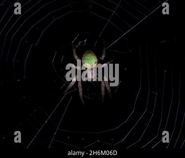 A close-up of a Tropical Orb Weaver sitting in her web at night. Stock Photo