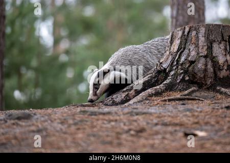 The badger runs in the woods looking for food. Stock Photo