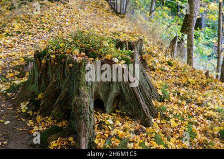 an old large rotten mossy tree stump in the colorful autumn landscape of the forest Stock Photo