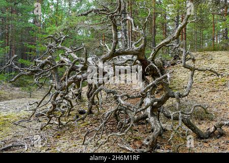 a fallen trunk of a dead tree in the forest with a fabulous tangle of dry branches Stock Photo