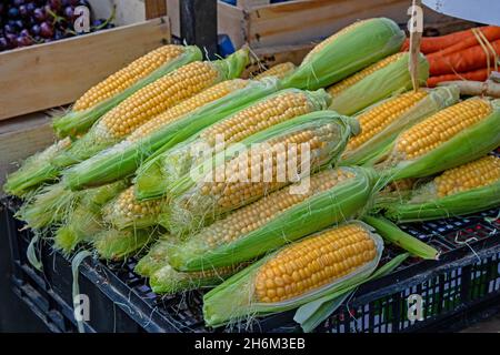 Stack of fresh organic raw yellow corn cobs with green leaves sold on market Stock Photo