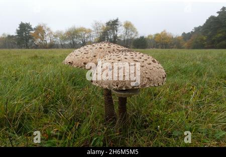 Two edible mushrooms in a meadow. It's a Macrolepiota procera or the parasol mushroom. Stock Photo