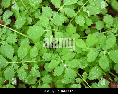 Leaves of the plant Chelidonium majus or the greater celandine. This is a perennial herbaceous flowering plant in the poppy family Papaveraceae. Stock Photo