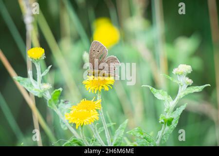 Gatekeeper butterfly resting on a yellow wildflower in soft natural light, with green meadow stems and blurred foliage, Oxfordshire Stock Photo