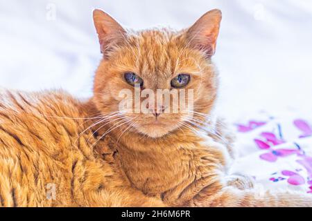 Front-facing ginger domestic cat resting on patterned bedding in soft indoor light with an alert calm expression Stock Photo