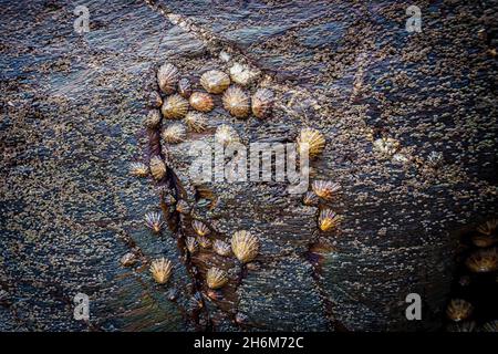Limpets cluster across a wet rock surface at Dollar Cove,Cornwall, shown in soft natural light emphasising texture, pattern & intertidal marine detail Stock Photo