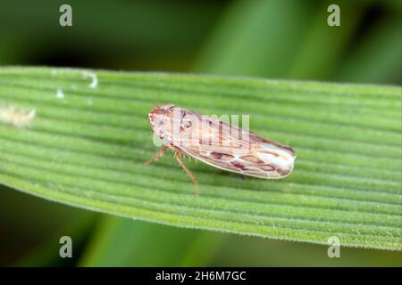 Leafhopper Psammotettix alienus on winter cereals. Is a common pest of cereal crops during autumn in Europe and a vector WDV. Stock Photo