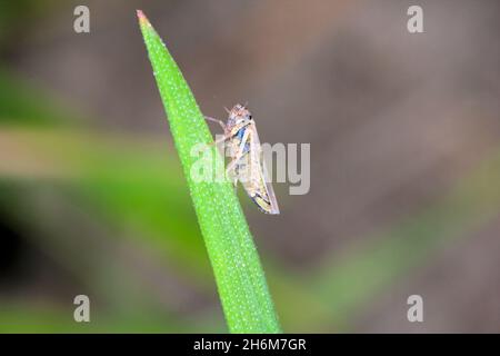 Leafhopper Macrosteles laevis on winter cereals. A leafhopper is the common name for any species from the family Cicadellidae, they are often plant pe