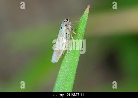 Leafhopper Macrosteles laevis on winter cereals. A leafhopper is the common name for any species from the family Cicadellidae, they are often plant pe