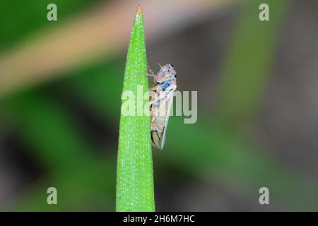 Leafhopper Macrosteles laevis on winter cereals. A leafhopper is the common name for any species from the family Cicadellidae, they are often plant pe