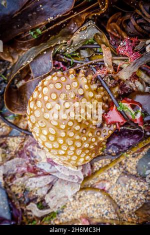 Close-up of an orange marine sponge washed ashore among seaweed on wet sand, Cornwall, England, showing natural texture and colour. Stock Photo