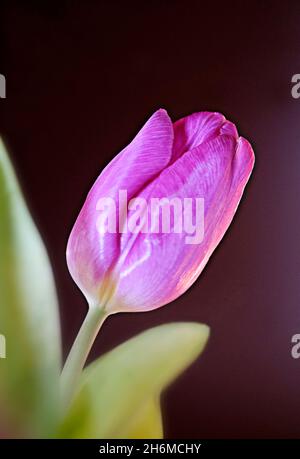 Beautiful purple tulip suitable as a greeting card. Stock Photo