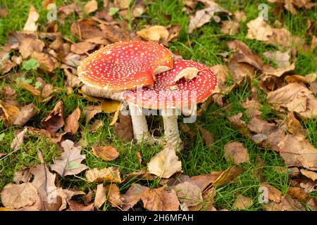Fly Agaric Toadstools (Amanita muscaria). Two toadstools, together, alongside, one another, fallen Birch, Betula, leaves, tree species with symbiotic Stock Photo