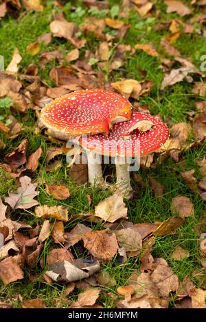 Fly Agaric Toadstools (Amanita muscaria). Two together, alongside, one another, fallen Birch, Betula, leaves, tree species with a symbiotic relationsh Stock Photo