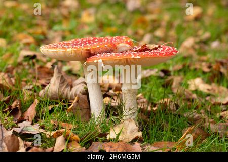 Fly Agaric Toadstools (Amanita muscaria). Two together, alongside, one another, fallen Birch, Betula, leaves, a tree species with a symbiotic relation Stock Photo