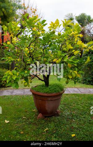 Lemon tree in a ceramic pot in the garden Stock Photo