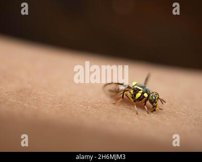 Close up shoot of Bactrocera dorsalis, previously known as Dacus dorsalis and commonly referred to as the oriental fruit fly, is a species of tephriti Stock Photo