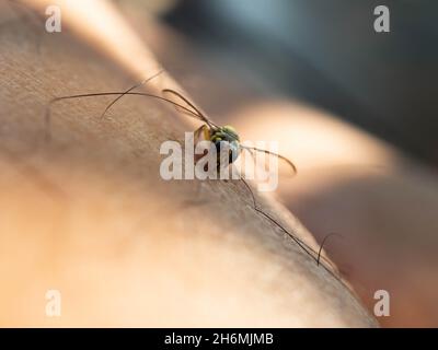 Close up shoot of Bactrocera dorsalis, previously known as Dacus dorsalis and commonly referred to as the oriental fruit fly, is a species of tephriti Stock Photo