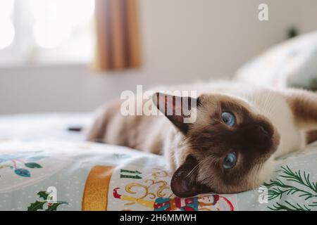A chocolate-point Siamese cat laying on a bed and looking at the camera Stock Photo