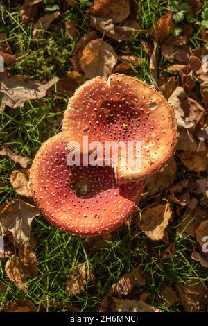 Fly Agaric Toadstools (Amanita muscaria). Looking down on two toadstools with fallen Downy Birch, (Betula pubescens), autumn shed leaves, a tree speci Stock Photo