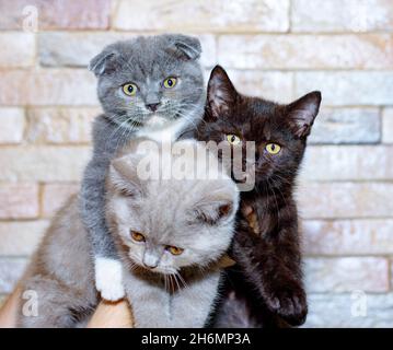 Three Scottish kittens brown, blue and cream in their hands on the background of the wall, the theme of cats and cats in the house, pets their photos Stock Photo