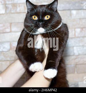 bicolor chocolate Scottish straigh shorthair cat in his hands on the background of a brick wall, the theme of cats and cats in the house, pets their p Stock Photo
