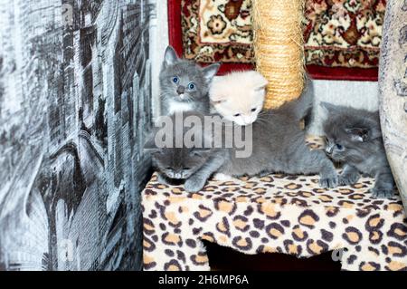 four month-old kittens play on a scratching post, on a carpet background, the theme of domestic cats and kittens Stock Photo