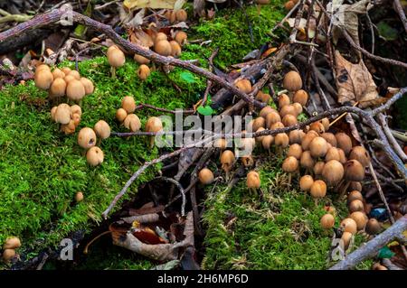Mica Cap fungus (Coprinellus micaceus) growing from a rotting mossy tree stump in Rollestone Wood, an ancient woodland in Gleadless Valley, Sheffield. Stock Photo