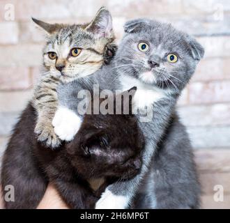 Three Scottish kittens brown, blue and tiger in their hands on the background of the wall, the theme of cats and cats in the house, pets their photos Stock Photo