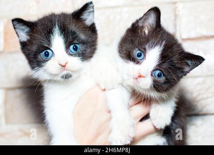 two bi-colored Scottish kittens with blue eyes in their hands on the background of the wall, the theme of cats and cats in the house, pets, their phot Stock Photo