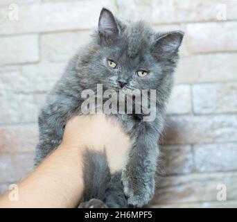 big grey Scottish Highland straight kitten in his hands on the background of the wall, the theme of cats and cats in the house, pets their photos and Stock Photo