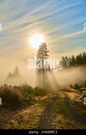 The Sunlight shining golden orange in morning mist and fog in pine tree forest wilderness Stock Photo