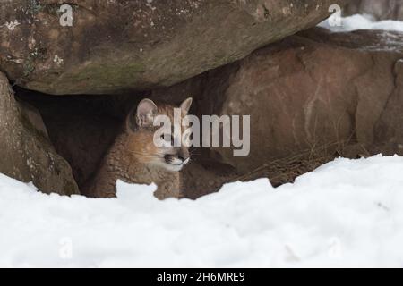 Puma concolor den hi-res stock and images - Alamy