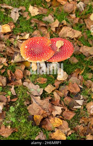 Fly Agaric Toadstools (Amanita muscaria). Two together, alongside, one another, fallen Birch, Betula, leaves, tree species with a symbiotic relationsh Stock Photo