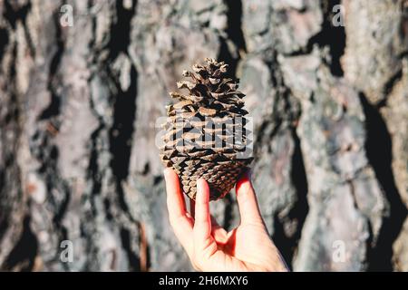 Hand holding pine cone Stock Photo
