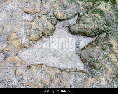 A Sauropod dinosaur footprint at An Corran beach, Staffin, on the Isle of Skye, Scotland, UK. Stock Photo