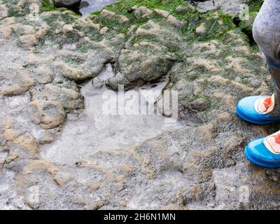 A Sauropod dinosaur footprint at An Corran beach, Staffin, on the Isle of Skye, Scotland, UK. Stock Photo