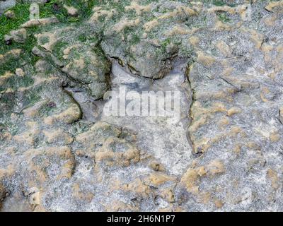 A Sauropod dinosaur footprint at An Corran beach, Staffin, on the Isle of Skye, Scotland, UK. Stock Photo