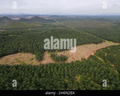 Aerial view land clearing at palm oil farm in Malaysia for replant Stock Photo
