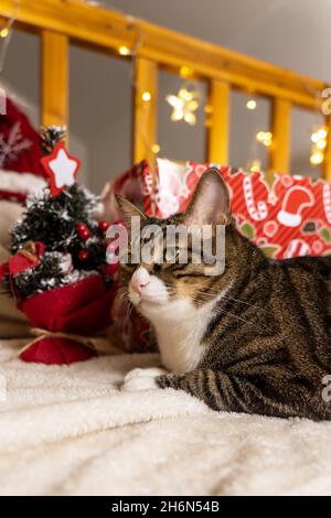 Beautiful black cat by the small red Christmas tree and the Christmas lights and gifts in the background Stock Photo