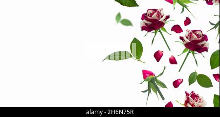 Falling rose flowers on white isolated background, copy space Stock Photo