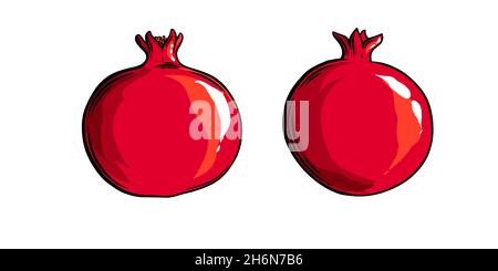 Pomegranate fruit side view. Colored exotic pomegranate fruit. Vector illustration isolated in white background Stock Vector