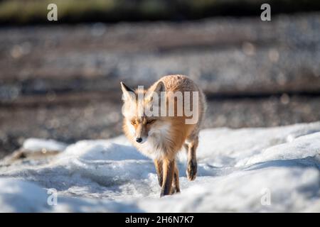 Red Fox in 360 Video - Yukon Wildlife Preserve