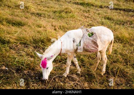 Donkey is grazing in Farm Stock Photo