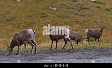 Small flock of bighorn sheep (Ovis canadensis) with brown fur grazing beside gravel road in Kananaskis Country, Alberta, Canada in the Rocky Mountains. Stock Photo