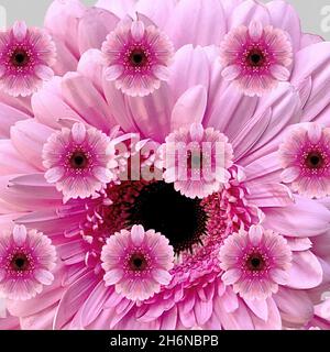 Pretty photographic composit display of Pink Gerbera Daisies. Closeup coloured customised group. The Pink Gerbera signifies Grace and Beauty. Nature W Stock Photo