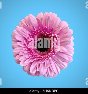 Pretty Pink Gerbera Daisy Closeup and isolated on a blue coloured background. The Pink Gerbera signifies Grace and Beauty. Nature Wall Art photography Stock Photo