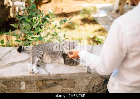 Man in a white shirt strokes a gray tabby cat lying on a stone fence against a background of a green bush. Close-up Stock Photo